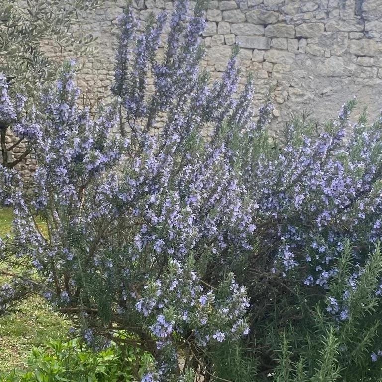 Domaine De Pladuc Bed & Breakfast Lachaise Luaran gambar